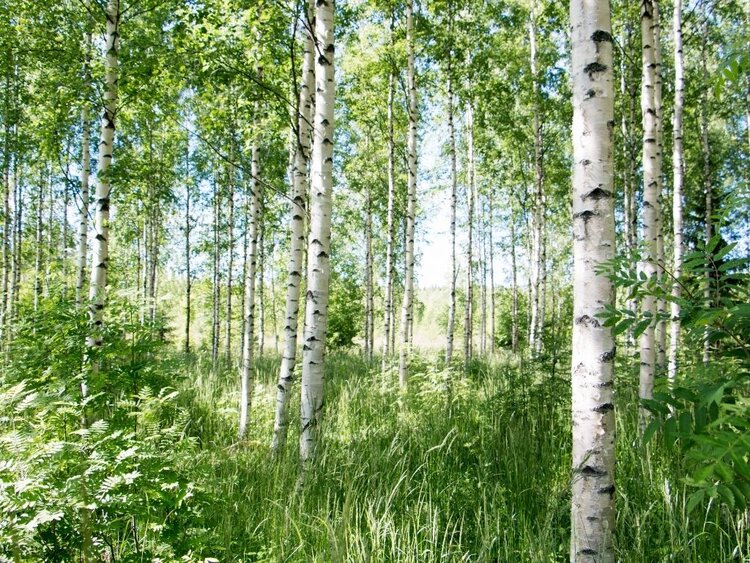 Birch trees